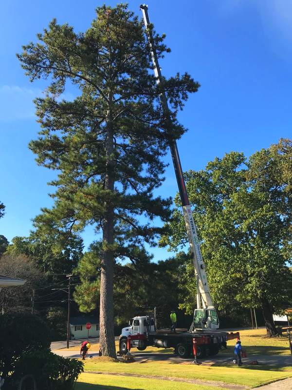 Tree Preservation Service in Birmingham Al 
