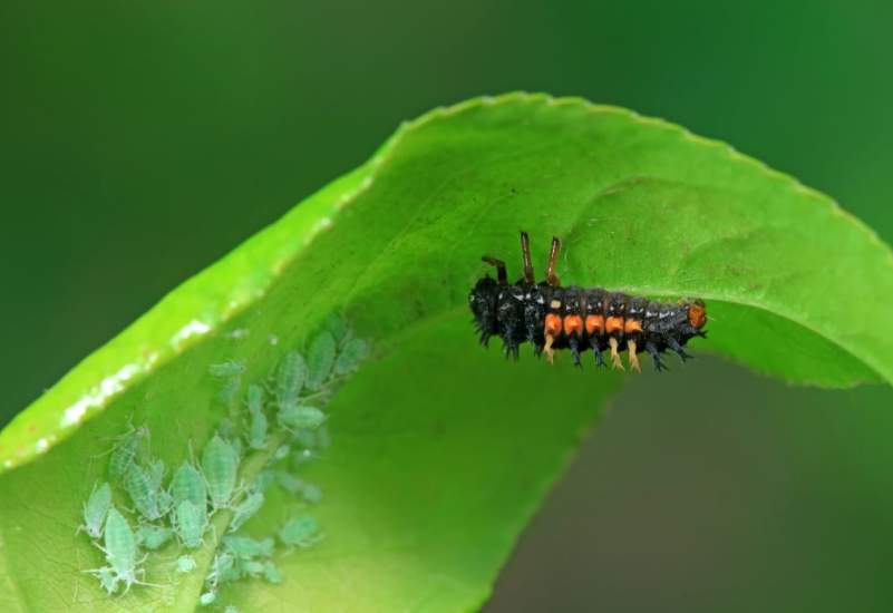 Beneficial Insects in Birmingham Al 