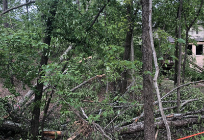 Tornado damage on oak trees