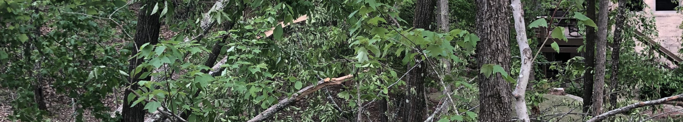 Tornado damage on oak trees