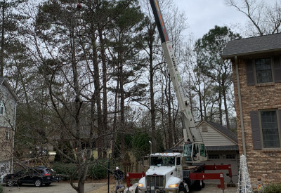 Several Large Tree Removal