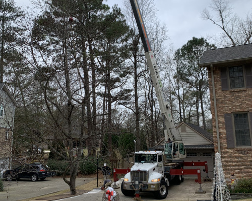Several Large Tree Removal