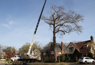  ACE Tree removed a large oak tree in Homewood, Al 