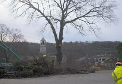 Tree Removal at Samford University, Birmingham
