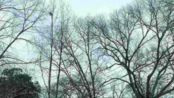 Can Trees Get Sick in Tuscaloosa, AL?  