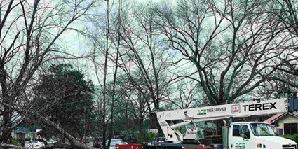 Is Tree Cabling a Good Idea in Huntsville, AL?