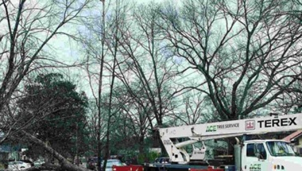 Is Tree Cabling a Good Idea in Huntsville, AL?