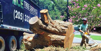 Do You Need a Tree Removal Permit in Tuscaloosa, AL? 