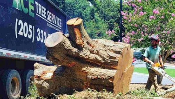 Do You Need a Tree Removal Permit in Tuscaloosa, AL? 